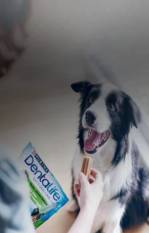 Purina Dentalife®  Hero Banner​
