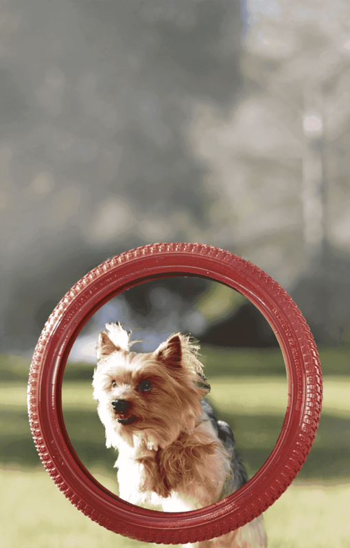 Purina ONE® Mini Hero Banner​