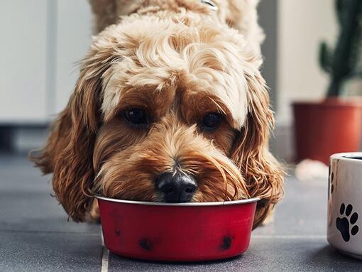 Pies jedzący jedzenie z czerwonej miski