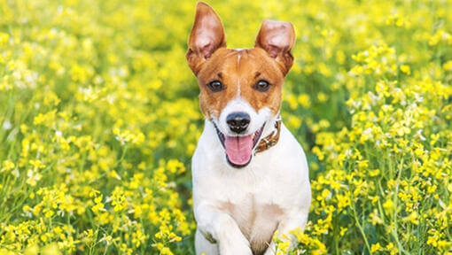 Choisir la race de petit chien la plus appropriée