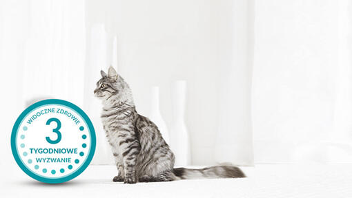 Purina ONE® 3-tygodniowe wyzwanie​