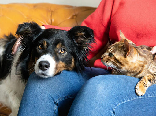 Pies i kot na kolanach właścicieli
