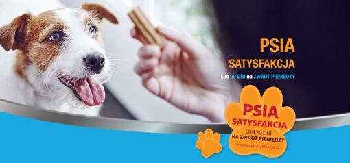 Pies patrzy na przekąskę Dentalife