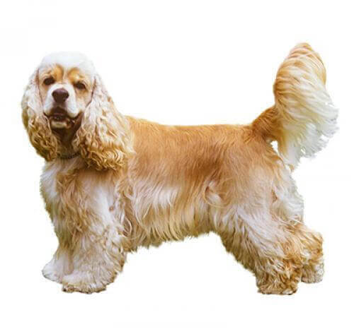 Cocker Spaniel amerykański