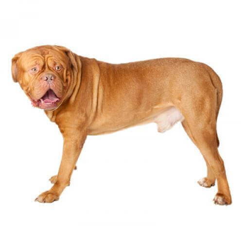 Dog Z Bordeaux