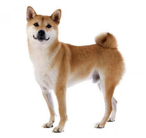 Shiba Inu