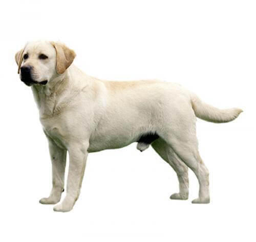 Labrador Retriever