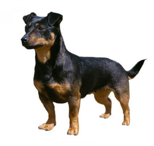 Lancashire Heeler