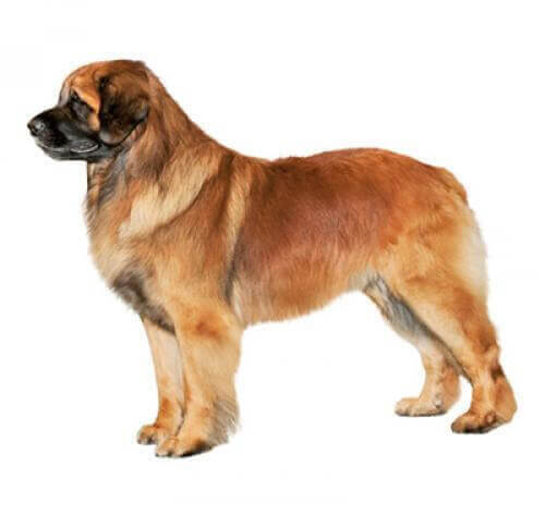 Leonberger