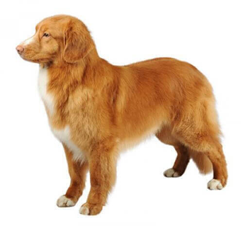 Retriever Z Nowej Szkocji (Toller)