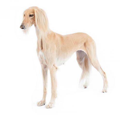 Chart Perski (Saluki)