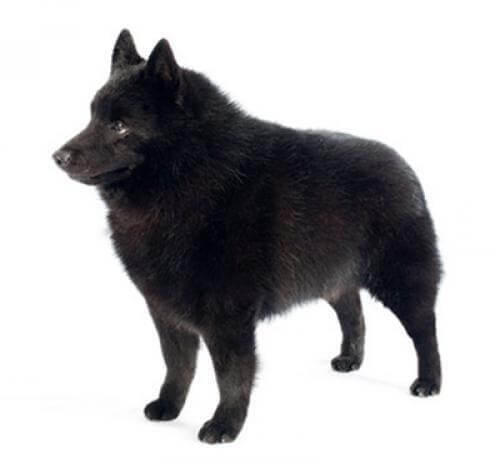 Schipperke