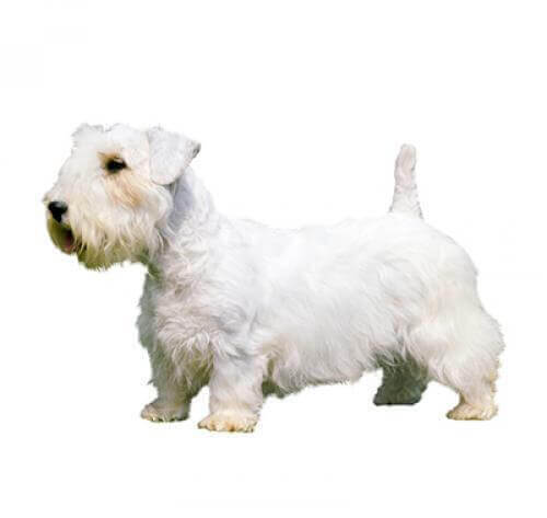 Sealyham Terrier