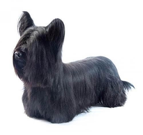 Skye Terrier