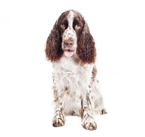 Springer Spaniel Walijski