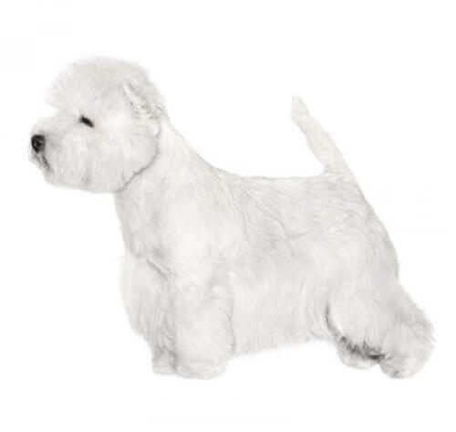 West Highland White Terrier