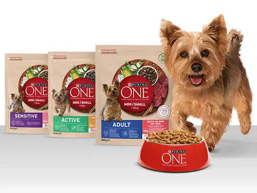 Pies rasy York obok produktów Purina ONE Mini