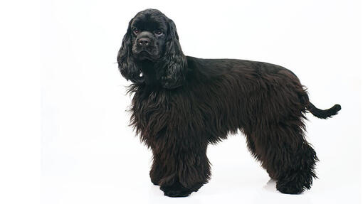 cocker spaniel