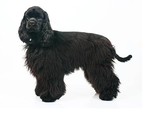 cocker spaniel angielski o czarnym umaszczeniu