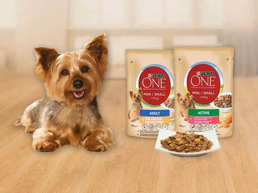 Pies rasy York obok produktów Purina ONE Mini