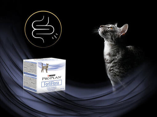 Kot obok produktu Pro Plan Fortiflora
