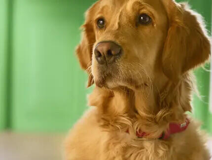 Golden Retriever patrzy poza obiektyw