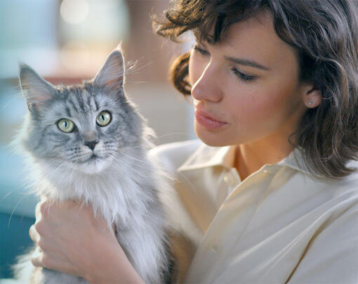 Purina ONE kot