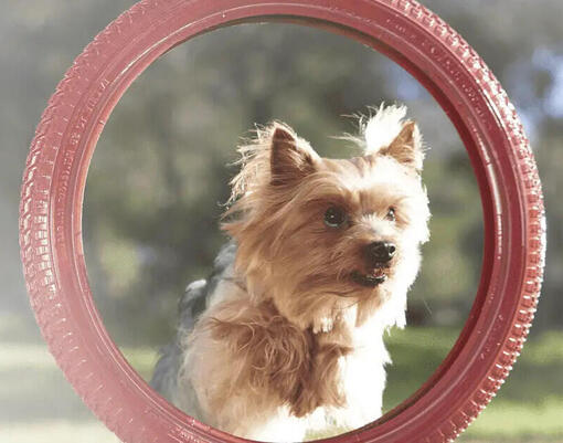 Purina ONE Mini