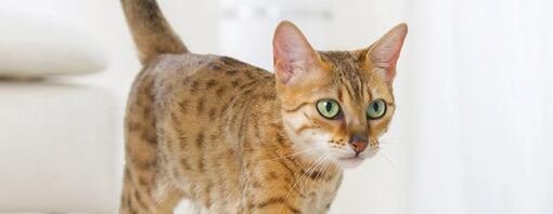 przyczyny znaczenia terytorium