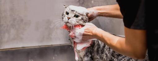 dlaczego koty nie znosza wody