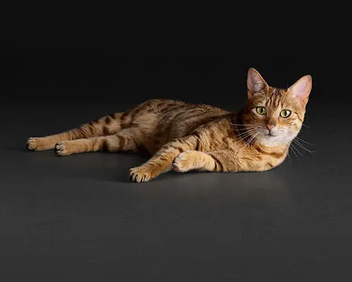 ProPlan