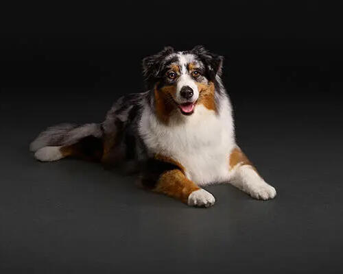 ProPlan
