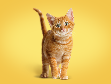 Friskies