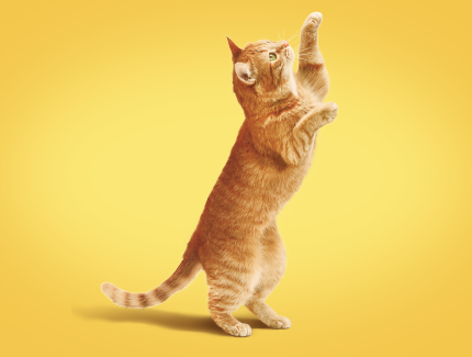 Friskies