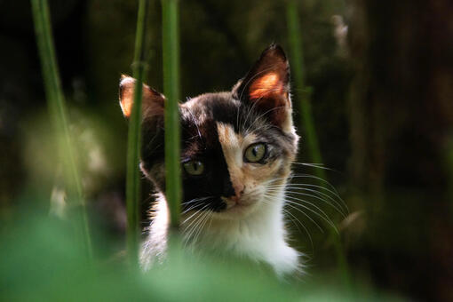 Purina
