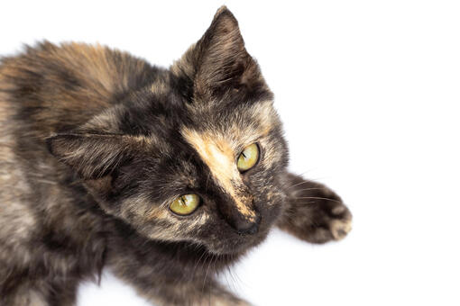 Purina