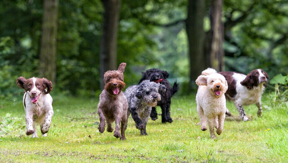 Group of 6 excited dogs running towards camera with tongues out Grupa 6 podekscytowanych psów biegnących w kierunku kamery z wyciągniętymi językami