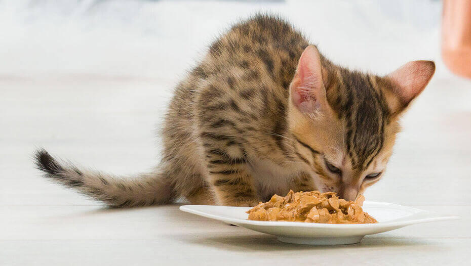 Wet or dry cat food 1 Kot jedzący z miski